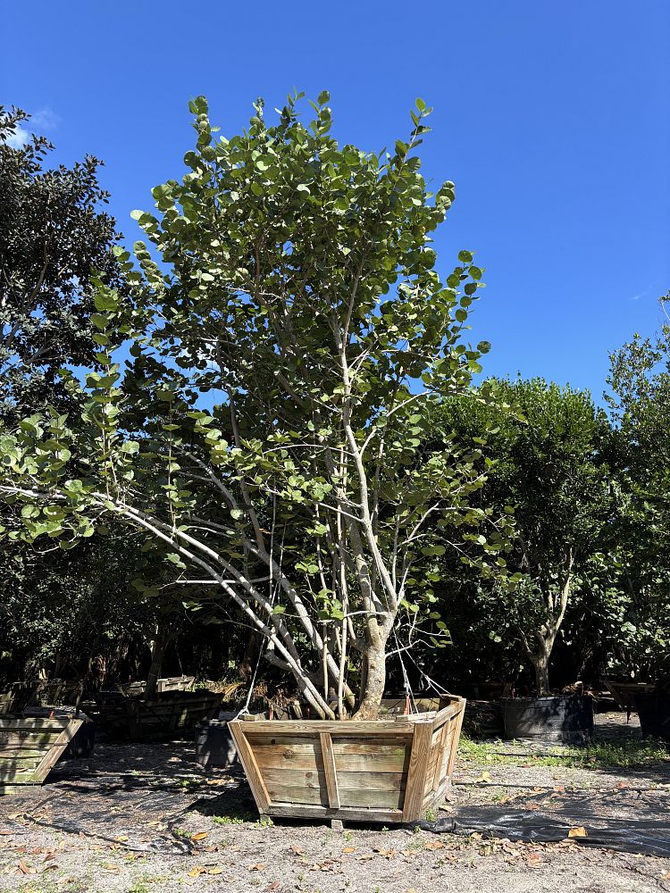 coccoloba-uvifera-sea-grape-seagrape