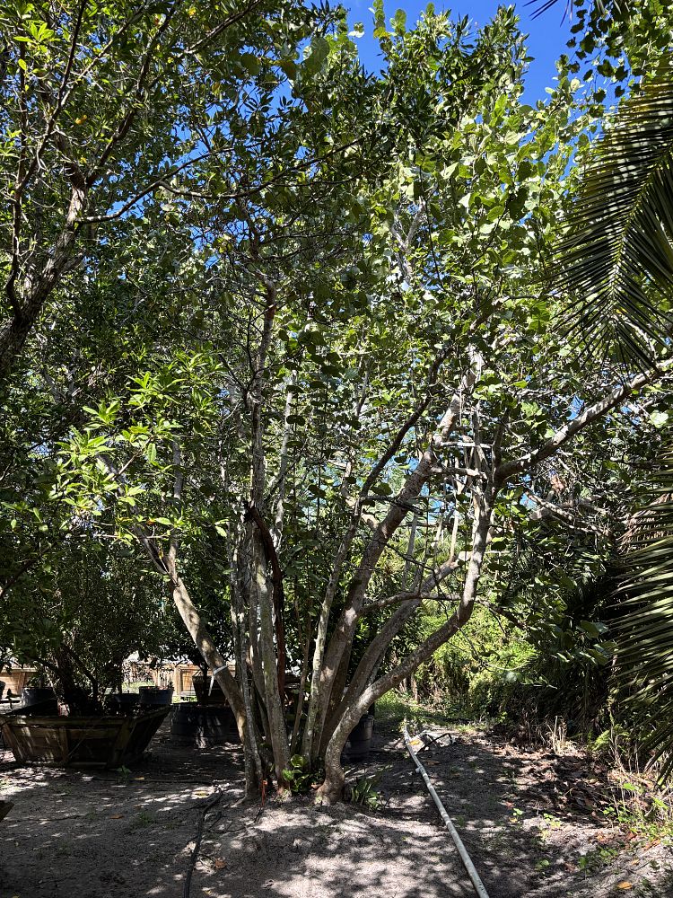 coccoloba-uvifera-sea-grape-seagrape