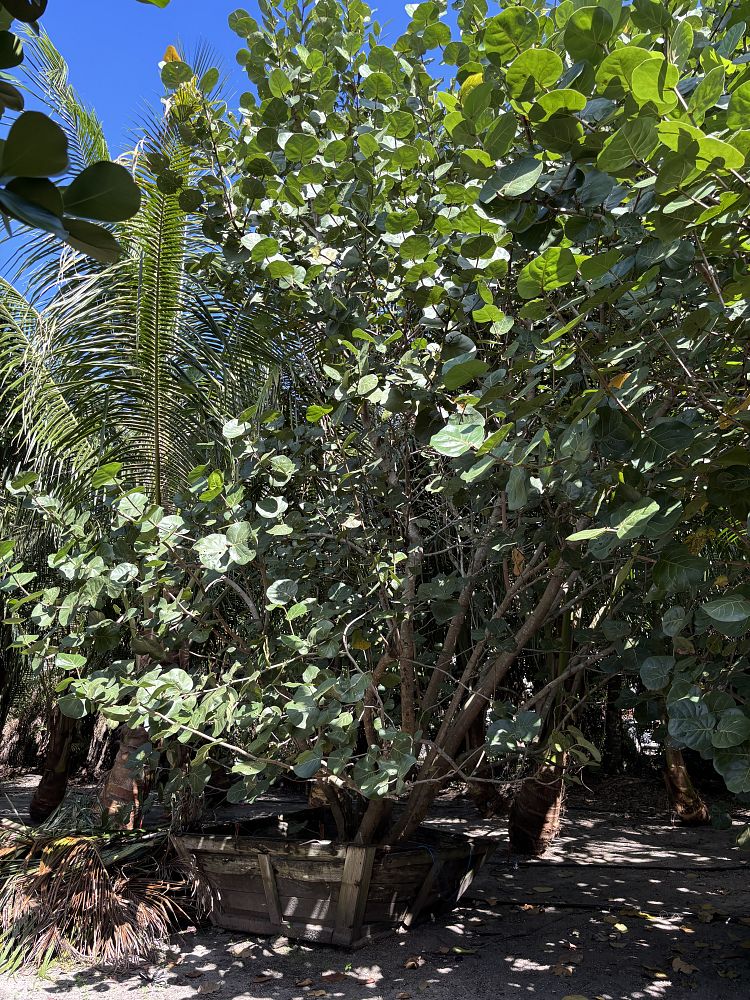 coccoloba-uvifera-sea-grape-seagrape