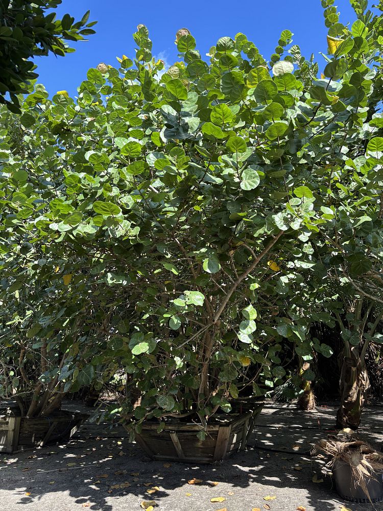 coccoloba-uvifera-sea-grape-seagrape