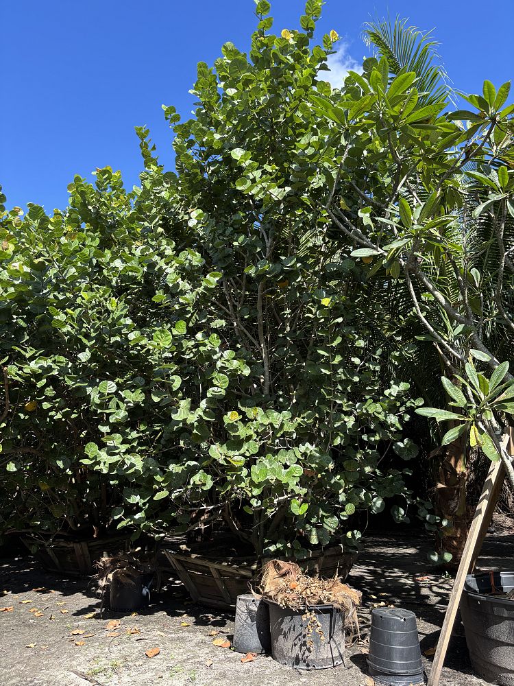 coccoloba-uvifera-sea-grape-seagrape