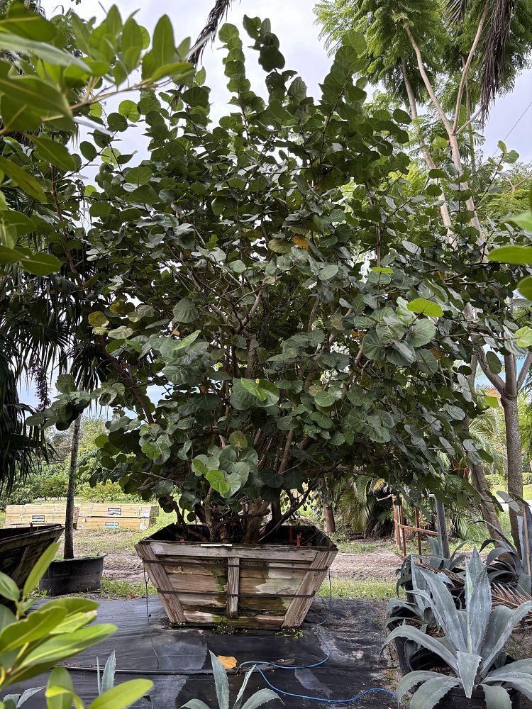 coccoloba-uvifera-sea-grape-seagrape