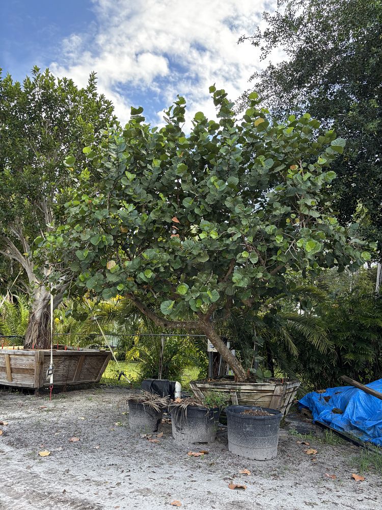 coccoloba-uvifera-sea-grape-seagrape