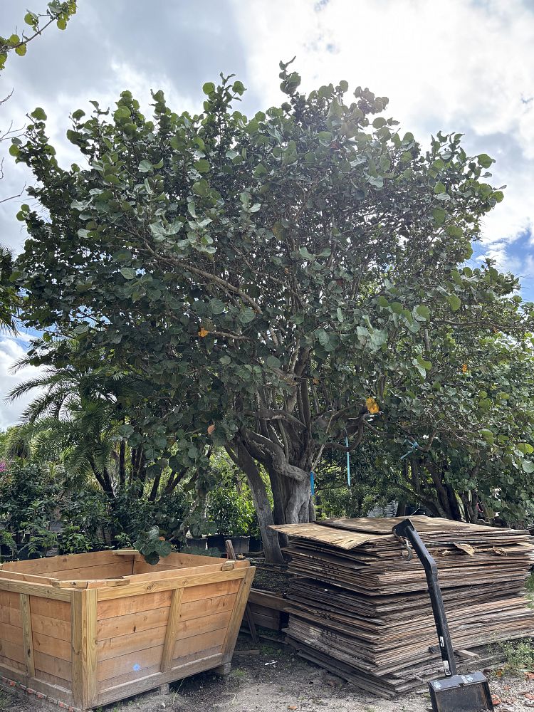 coccoloba-uvifera-sea-grape-seagrape