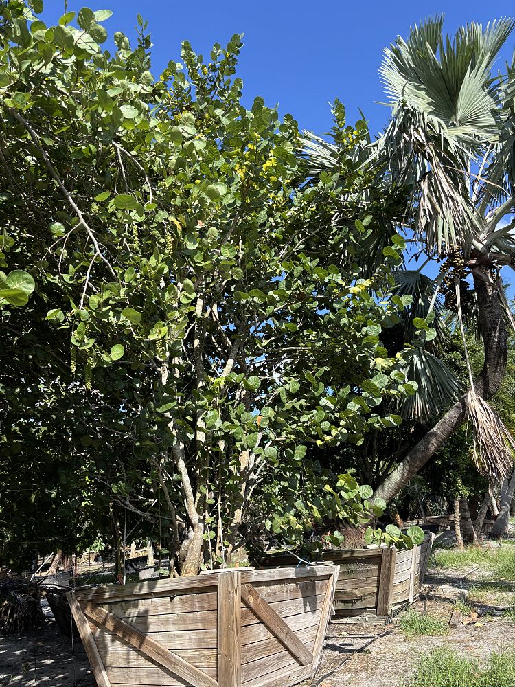 coccoloba-uvifera-sea-grape-seagrape