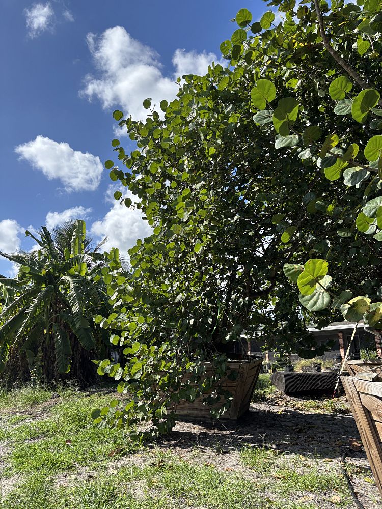 coccoloba-uvifera-sea-grape-seagrape