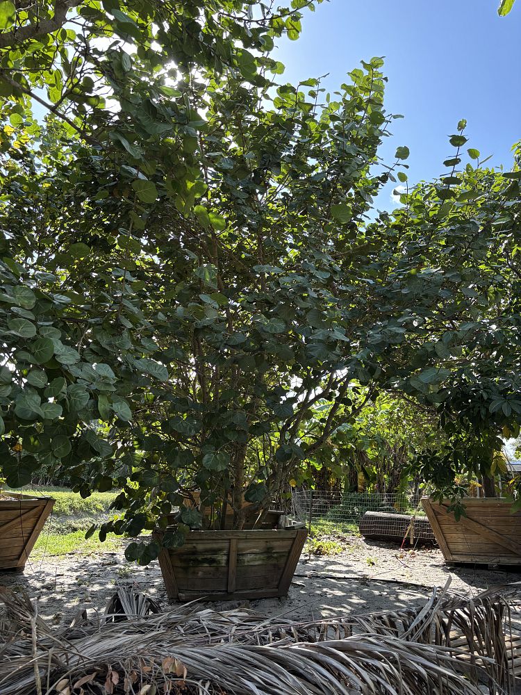 coccoloba-uvifera-sea-grape-seagrape