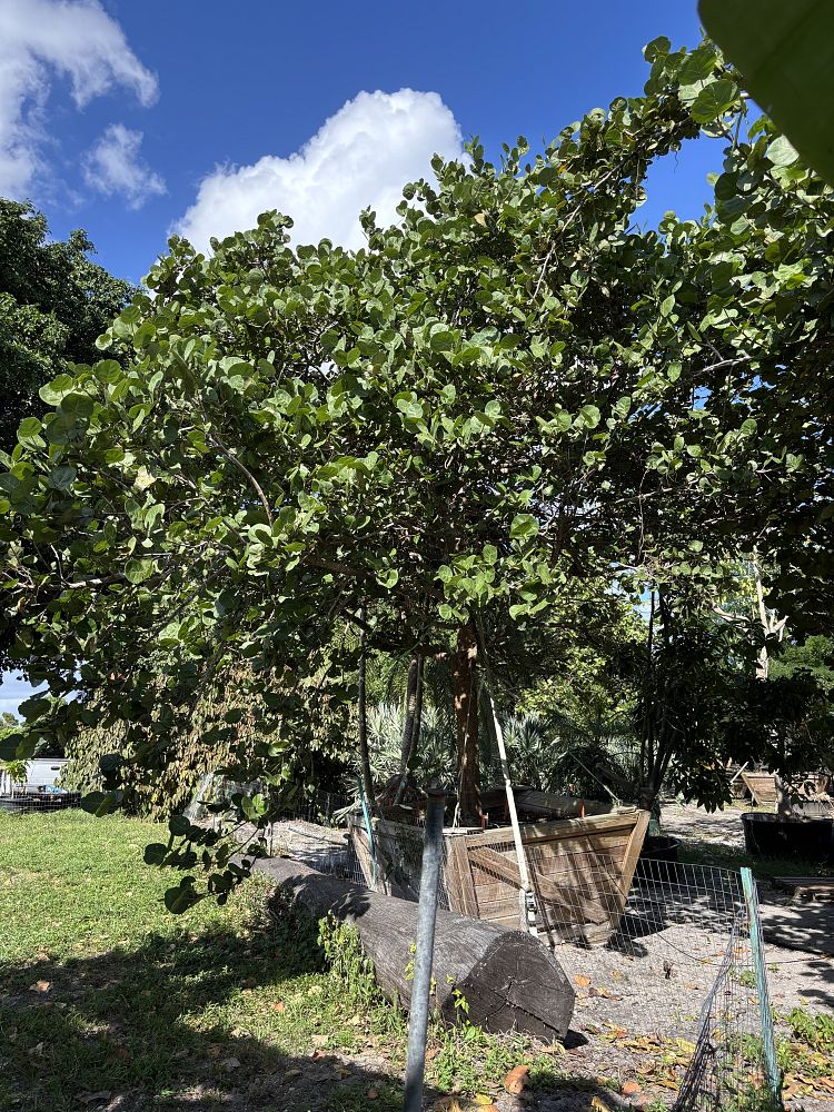 coccoloba-uvifera-sea-grape-seagrape