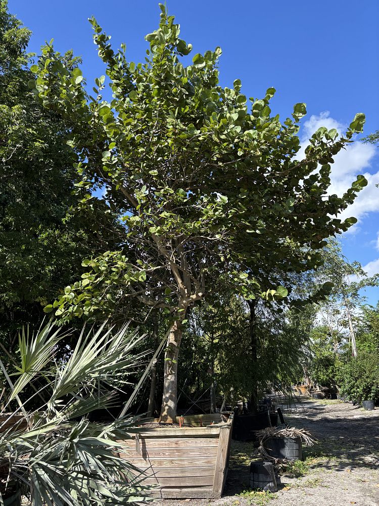 coccoloba-uvifera-sea-grape-seagrape