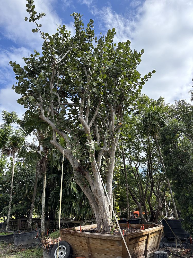 coccoloba-uvifera-sea-grape-seagrape