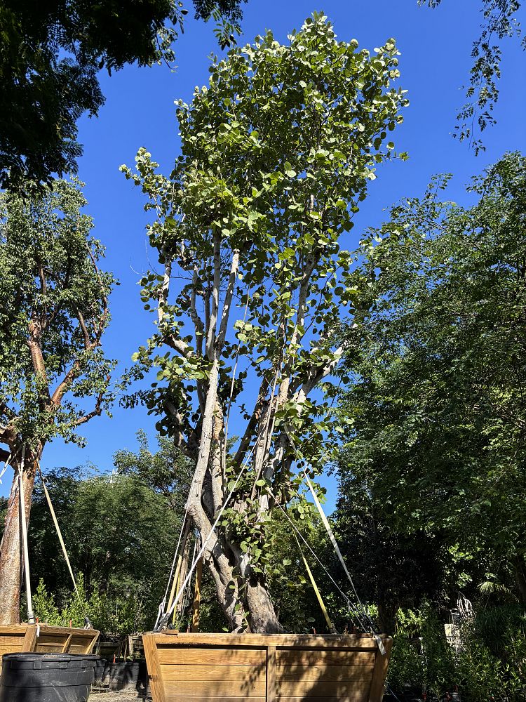 coccoloba-uvifera-sea-grape-seagrape