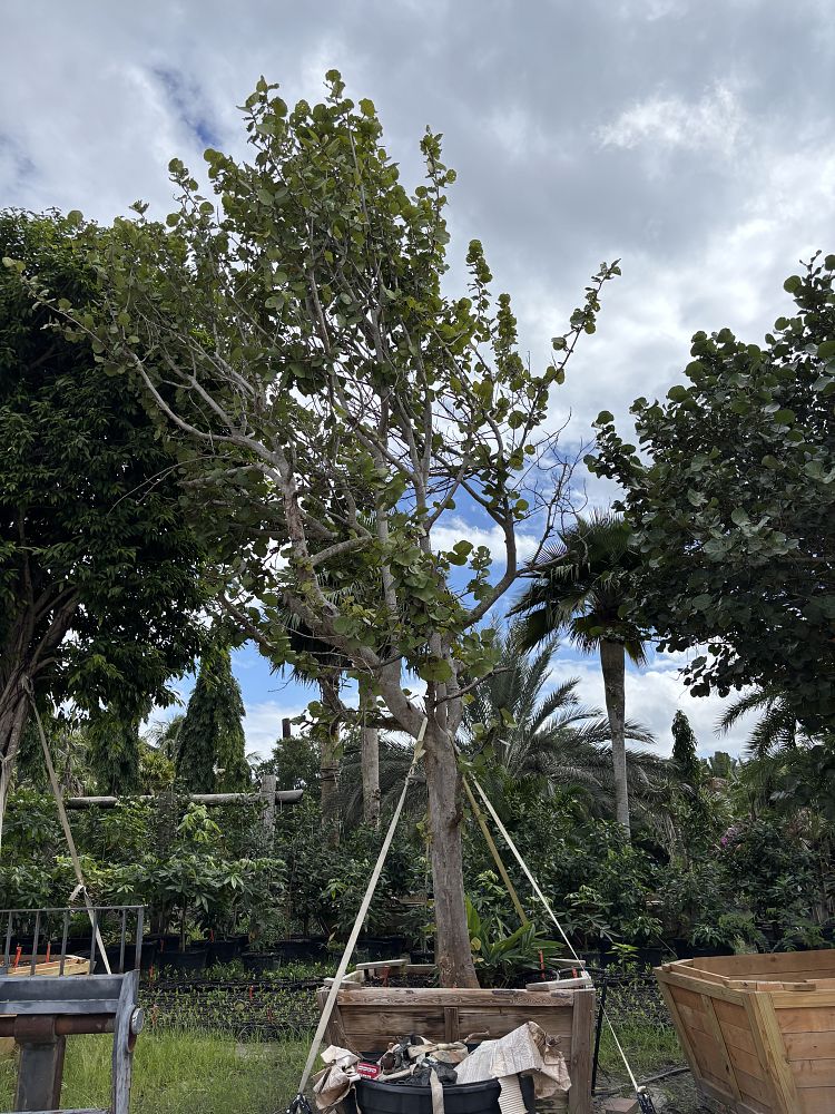 coccoloba-uvifera-sea-grape-seagrape