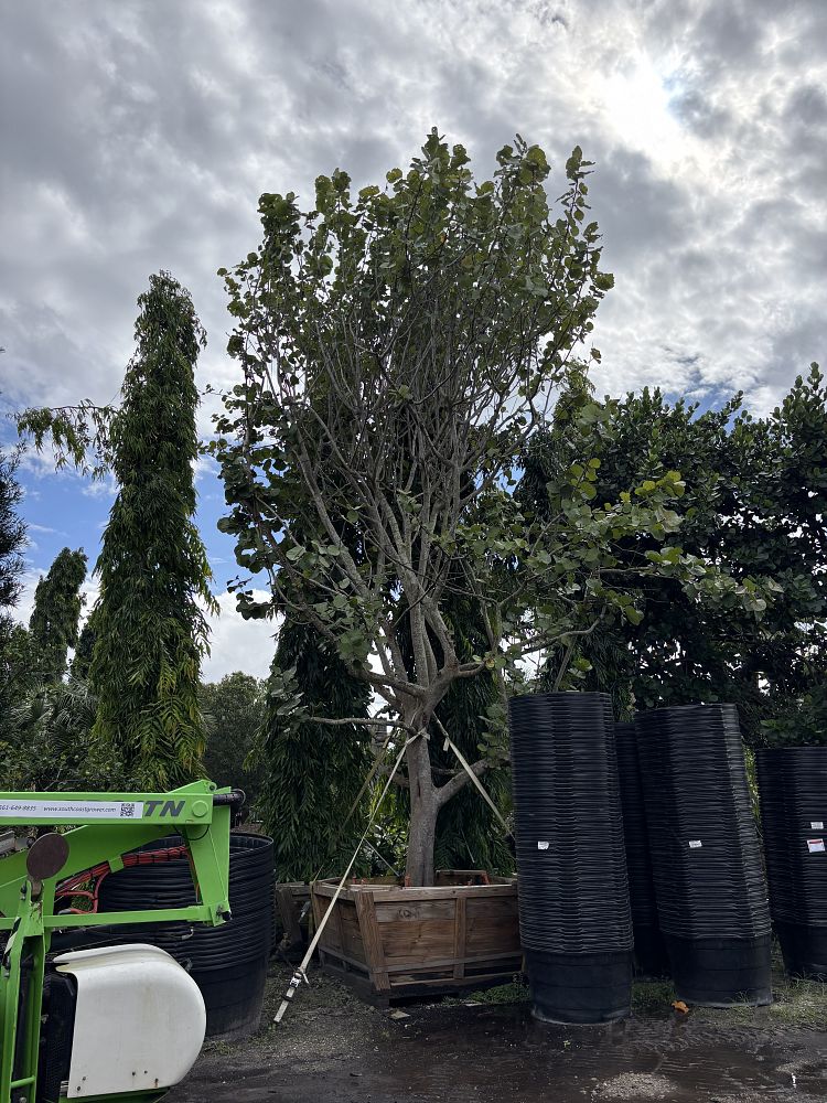 coccoloba-uvifera-sea-grape-seagrape