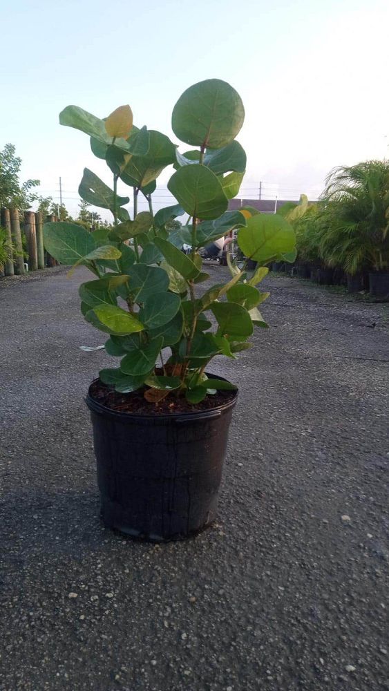 coccoloba-uvifera-sea-grape-seagrape