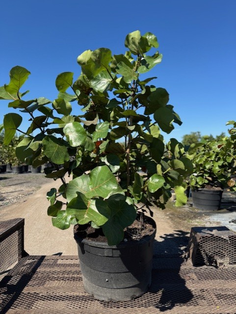 coccoloba-uvifera-sea-grape-seagrape