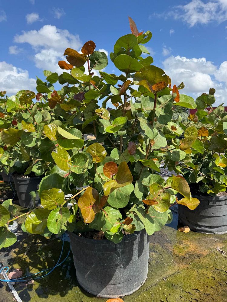 coccoloba-uvifera-sea-grape-seagrape