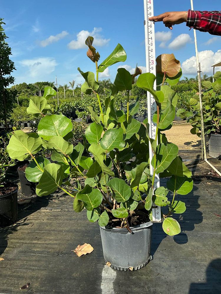 coccoloba-uvifera-sea-grape-seagrape