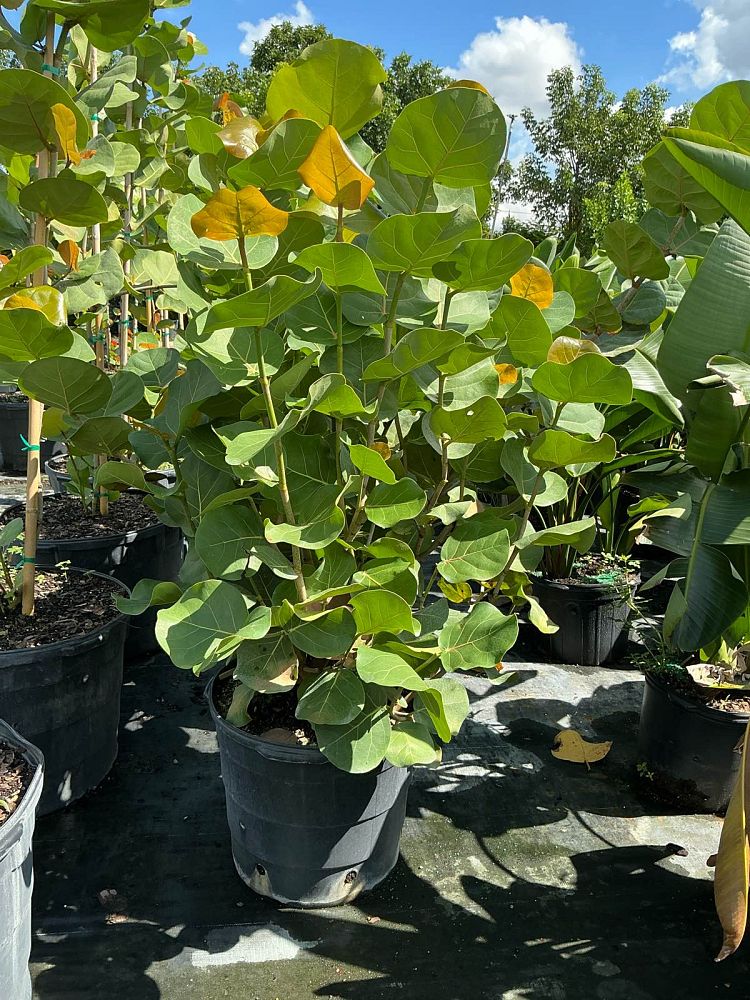 coccoloba-uvifera-sea-grape-seagrape