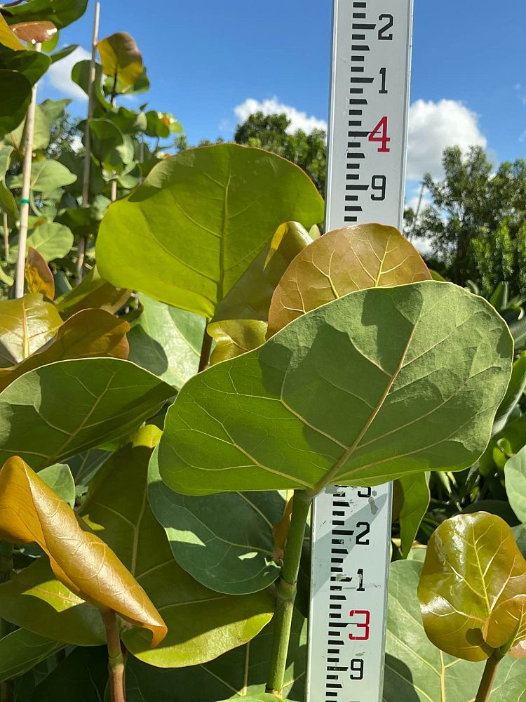 coccoloba-uvifera-sea-grape-seagrape