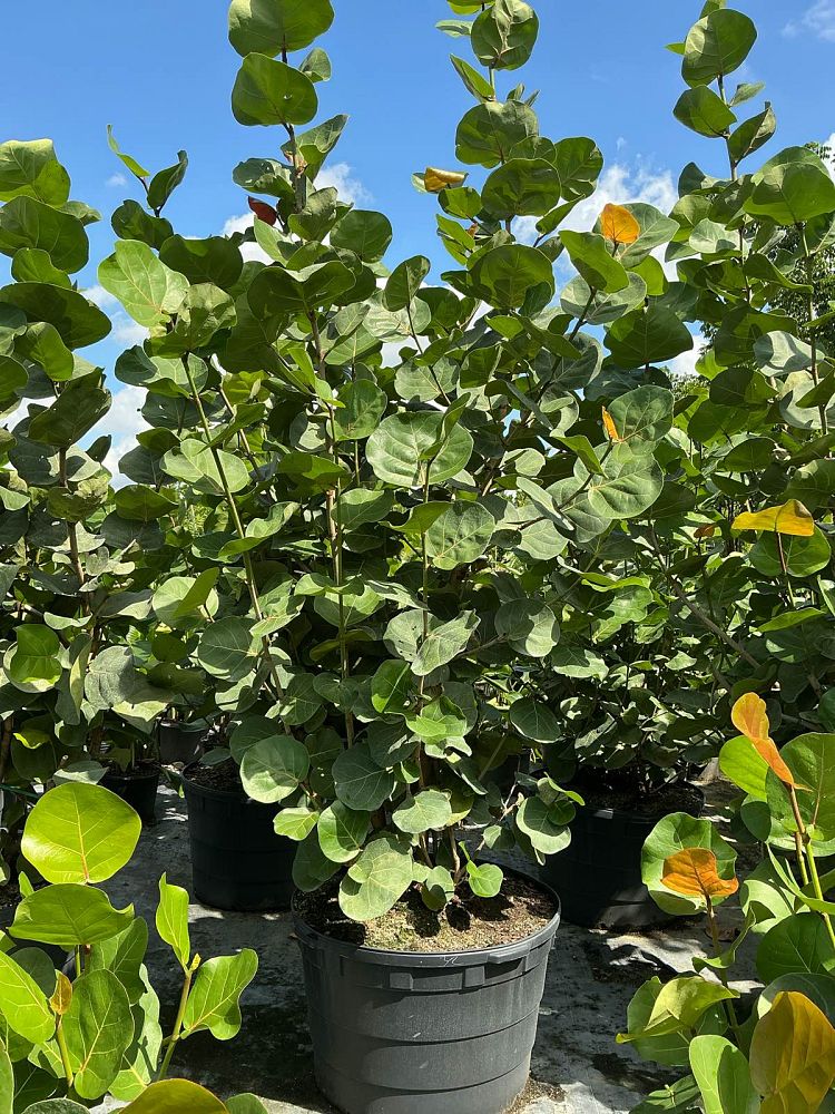 coccoloba-uvifera-sea-grape-seagrape