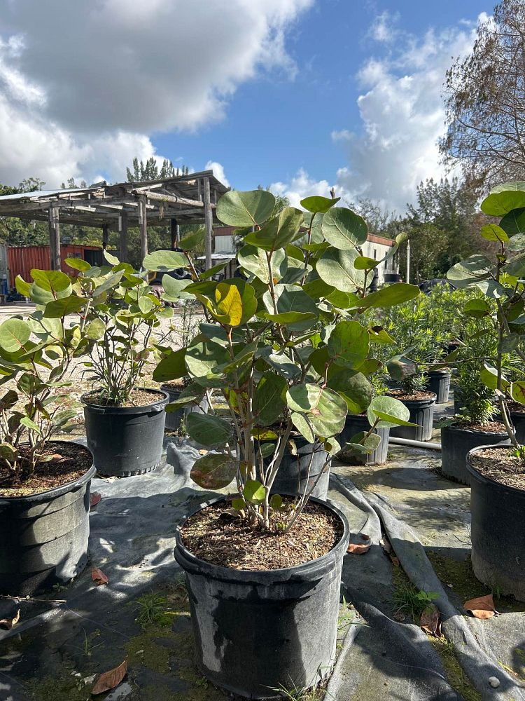 coccoloba-uvifera-sea-grape-seagrape