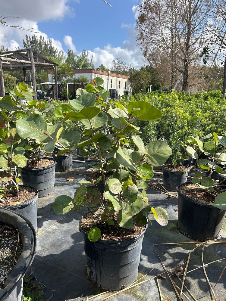 coccoloba-uvifera-sea-grape-seagrape