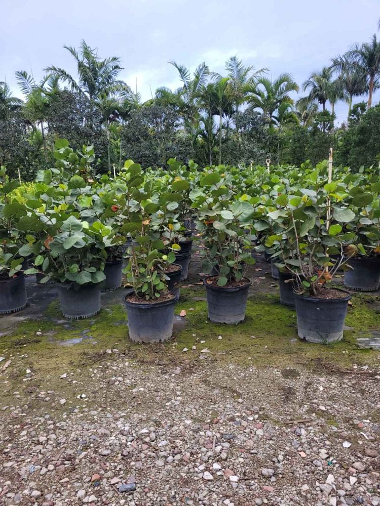 coccoloba-uvifera-sea-grape-seagrape