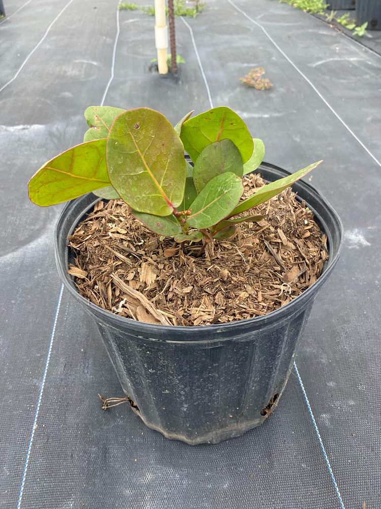 coccoloba-uvifera-sea-grape-seagrape