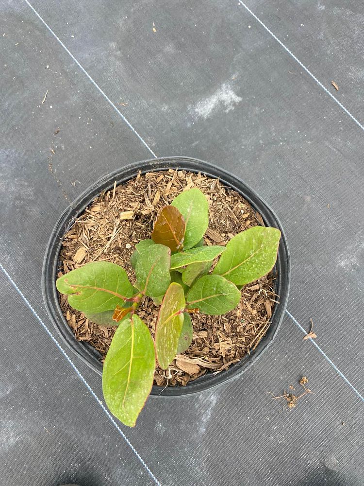 coccoloba-uvifera-sea-grape-seagrape