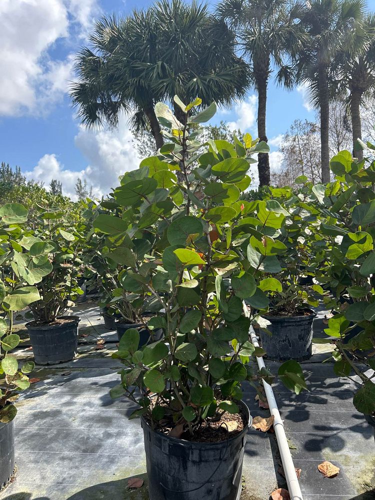 coccoloba-uvifera-sea-grape-seagrape