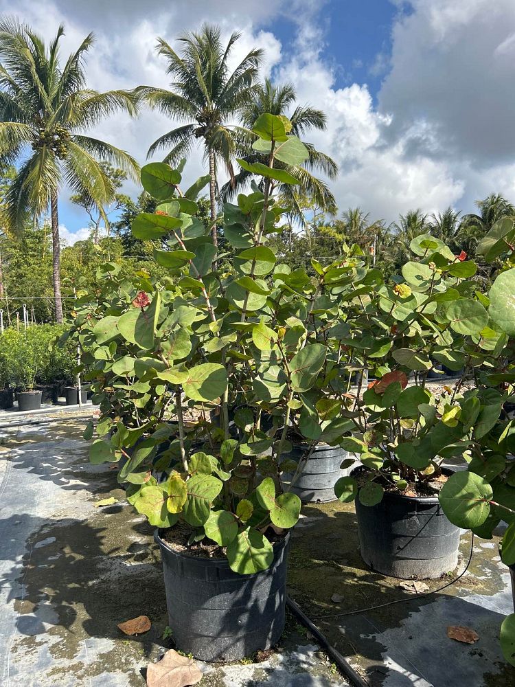 coccoloba-uvifera-sea-grape-seagrape