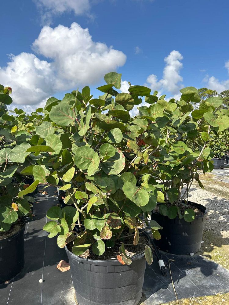 coccoloba-uvifera-sea-grape-seagrape