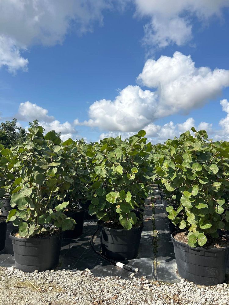 coccoloba-uvifera-sea-grape-seagrape