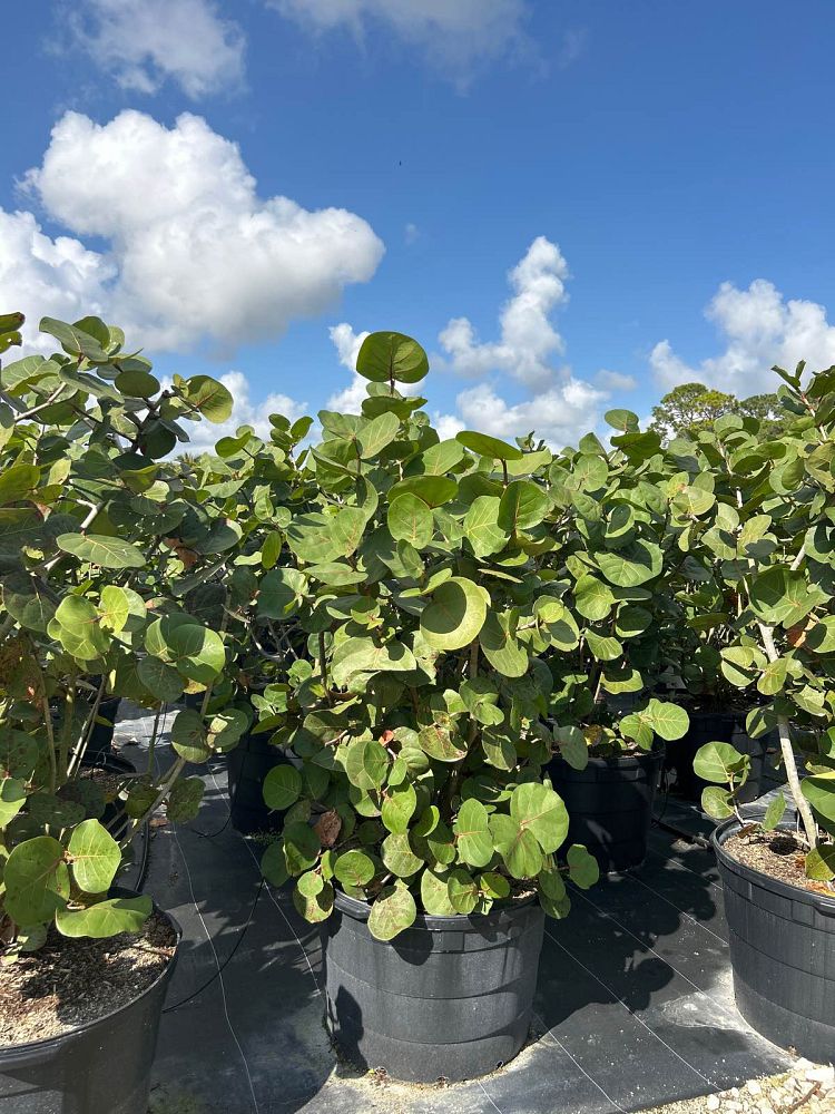coccoloba-uvifera-sea-grape-seagrape