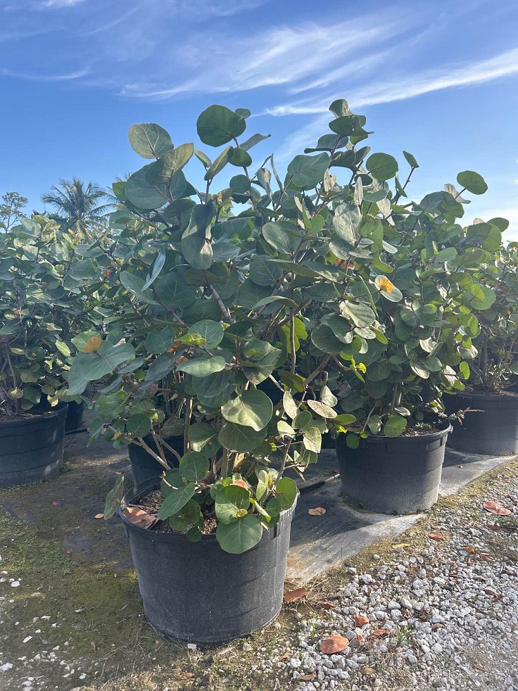coccoloba-uvifera-sea-grape-seagrape