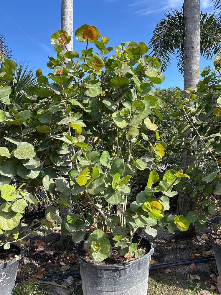 coccoloba-uvifera-sea-grape-seagrape