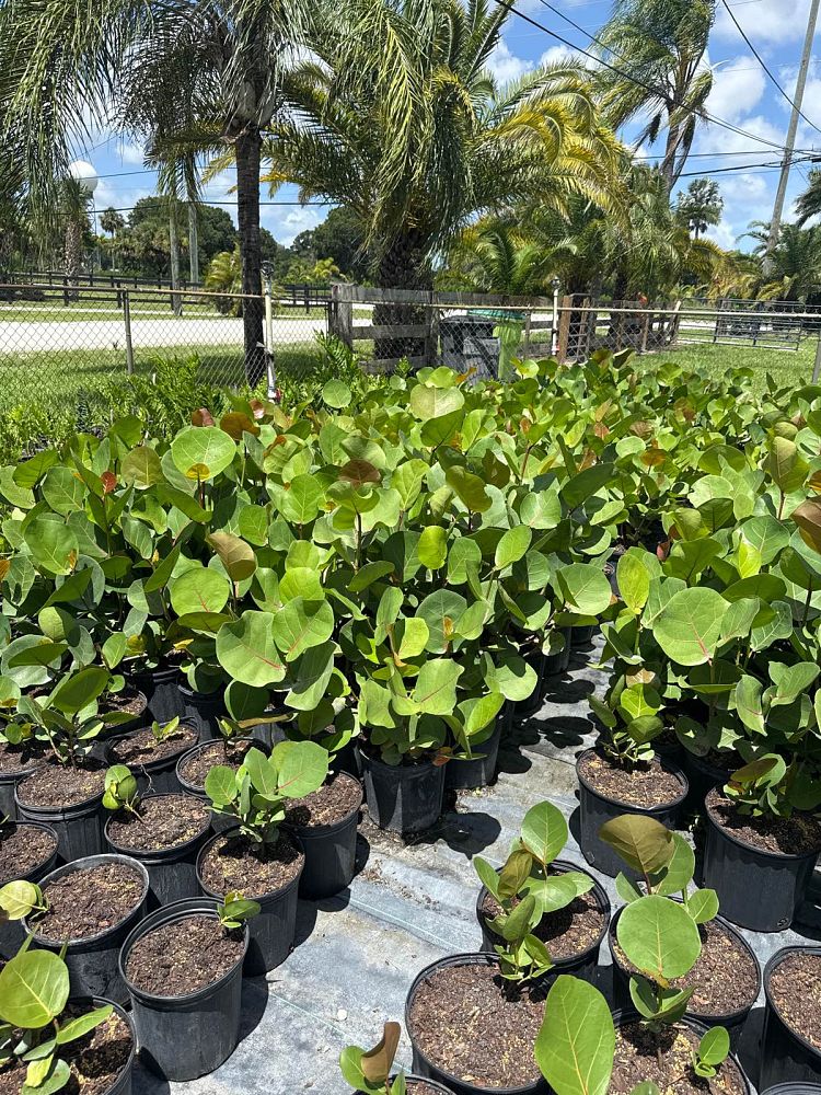coccoloba-uvifera-sea-grape-seagrape