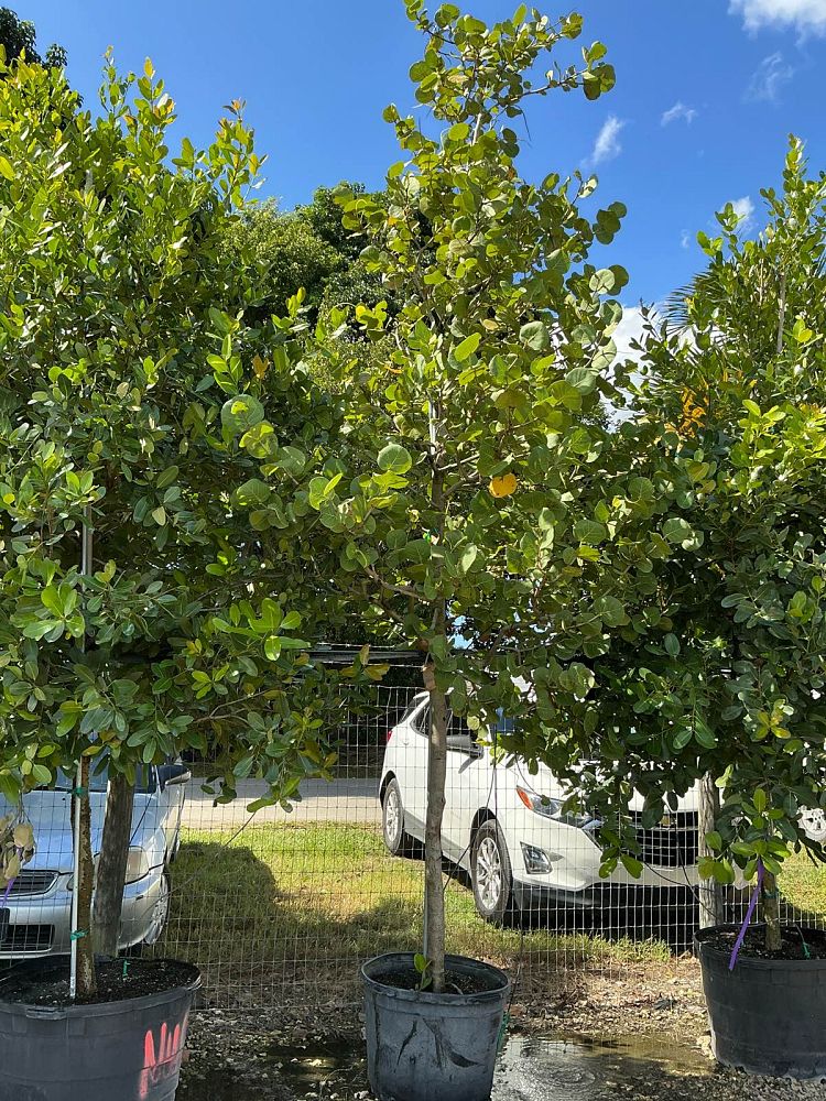 coccoloba-uvifera-sea-grape-seagrape