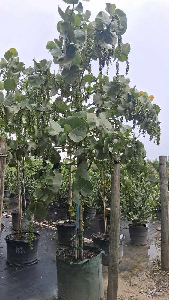 coccoloba-uvifera-sea-grape-seagrape