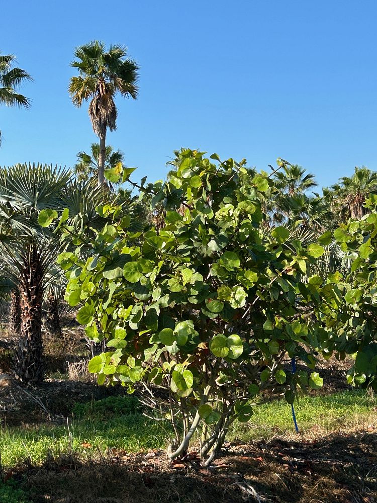 coccoloba-uvifera-sea-grape-seagrape