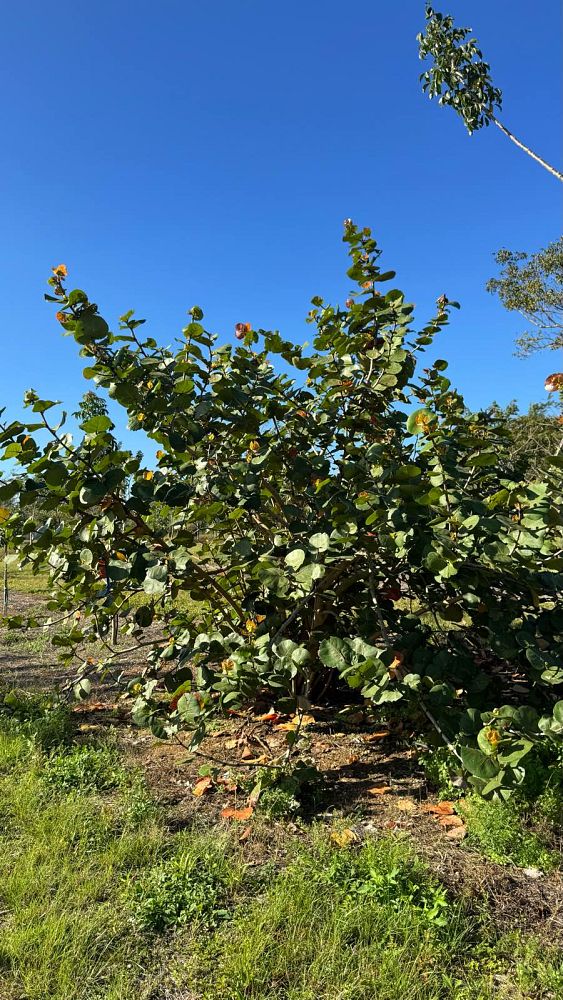 coccoloba-uvifera-sea-grape-seagrape