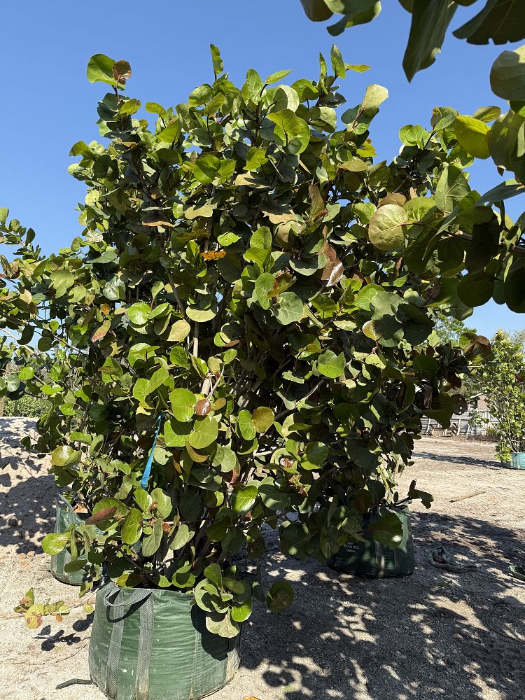 coccoloba-uvifera-sea-grape-seagrape