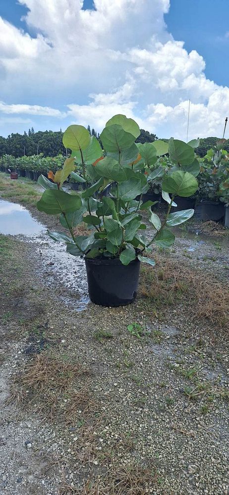 coccoloba-uvifera-sea-grape-seagrape