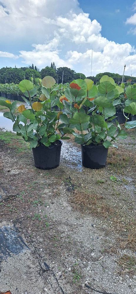coccoloba-uvifera-sea-grape-seagrape