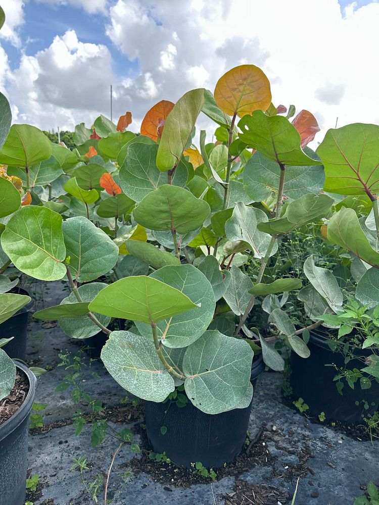 coccoloba-uvifera-sea-grape-seagrape
