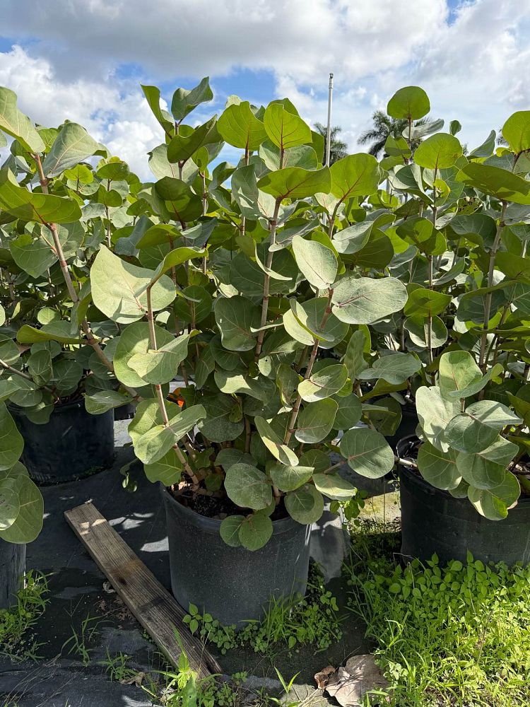 coccoloba-uvifera-sea-grape-seagrape