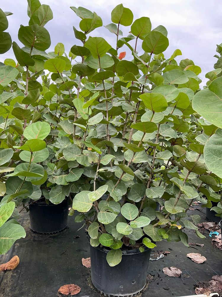 coccoloba-uvifera-sea-grape-seagrape