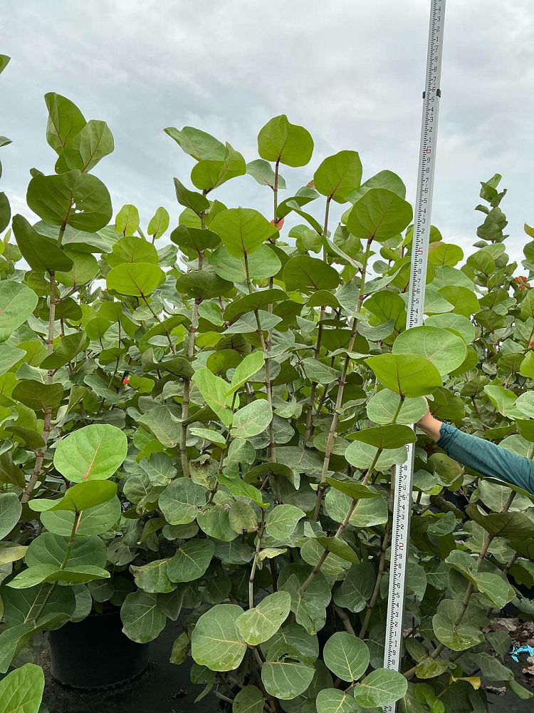 coccoloba-uvifera-sea-grape-seagrape