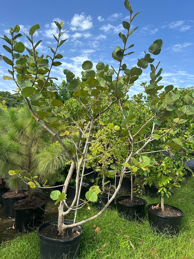 coccoloba-uvifera-sea-grape-seagrape