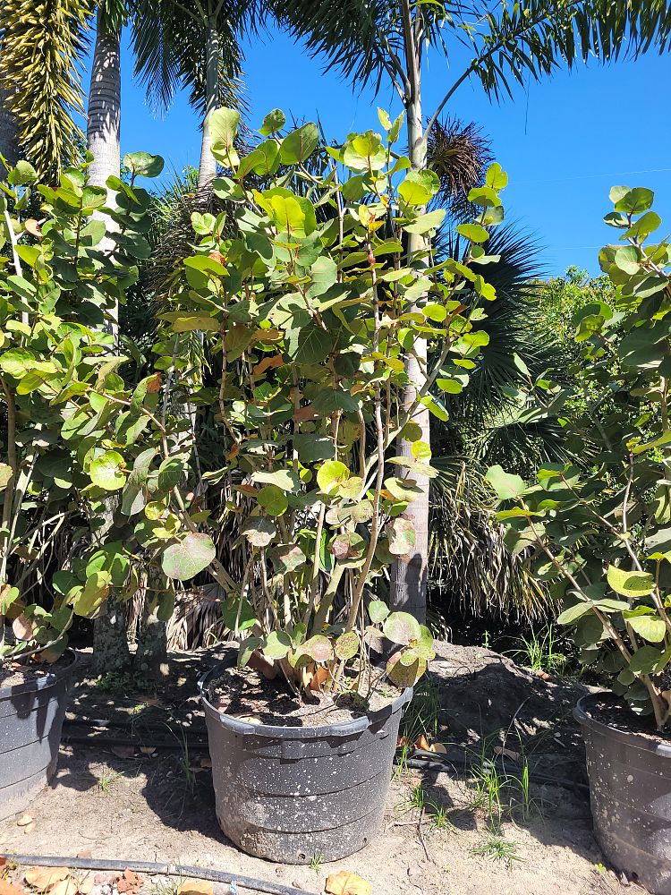 coccoloba-uvifera-sea-grape-seagrape